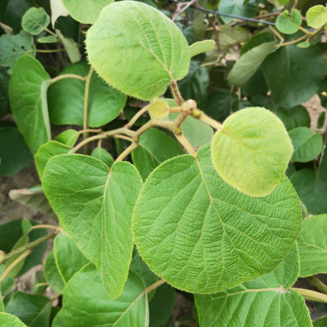 焦作牛心柿子樹(shù)苗品種豐富甜柿子樹(shù)苗價(jià)格