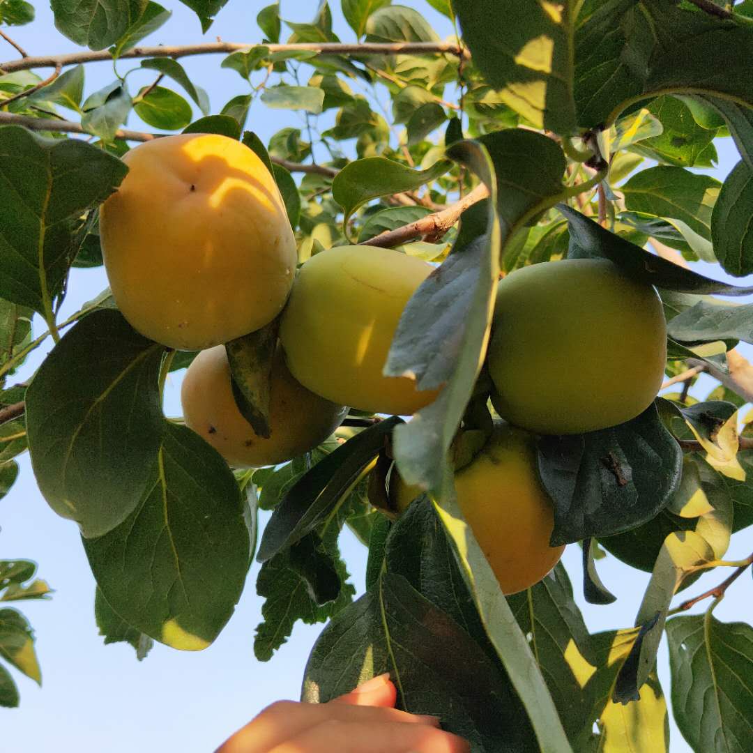 衡水磨盤柿子樹苗產(chǎn)地山東陽豐甜柿子樹苗價格