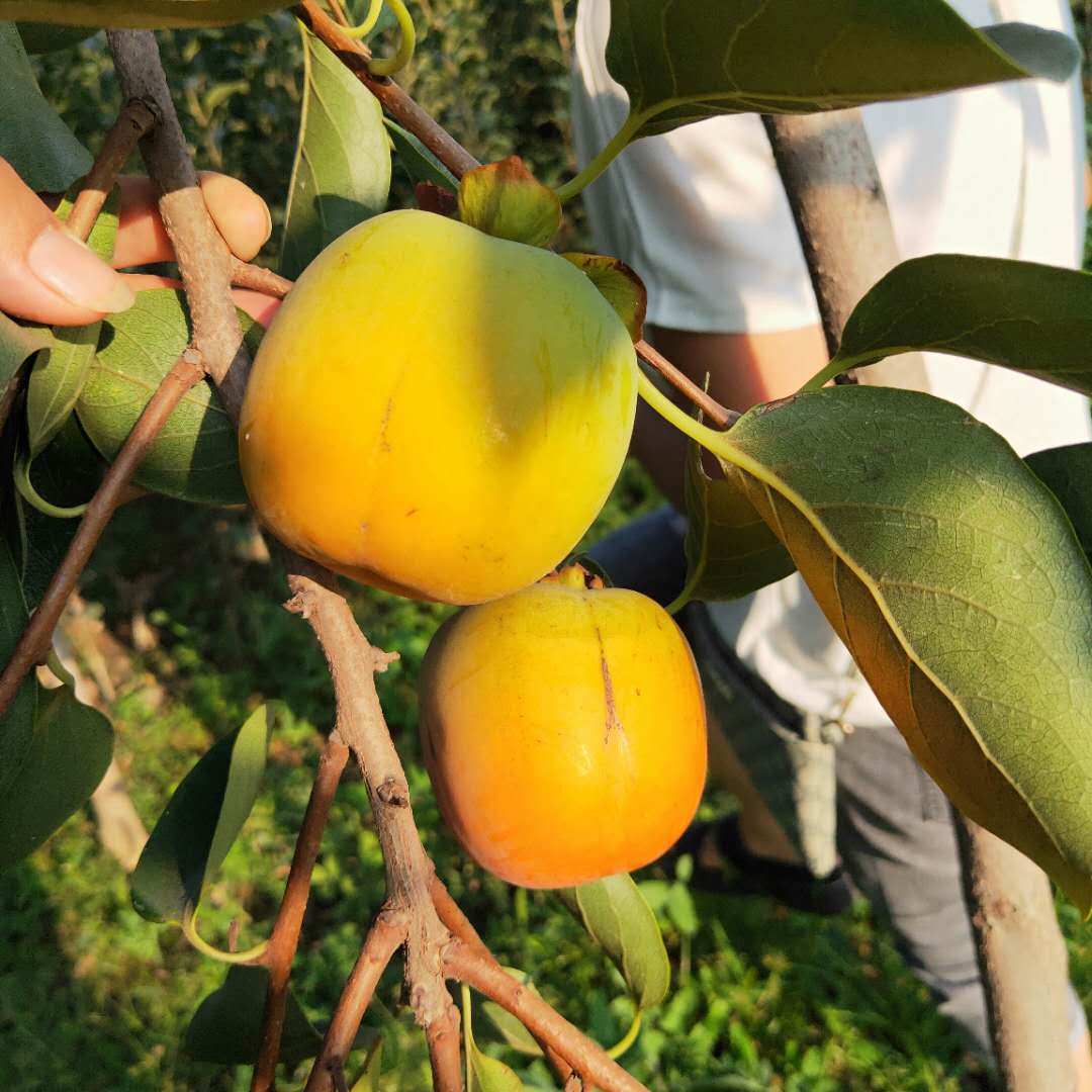 滄州磨盤(pán)柿子樹(shù)苗長(zhǎng)勢(shì)健壯黑柿子樹(shù)苗價(jià)格