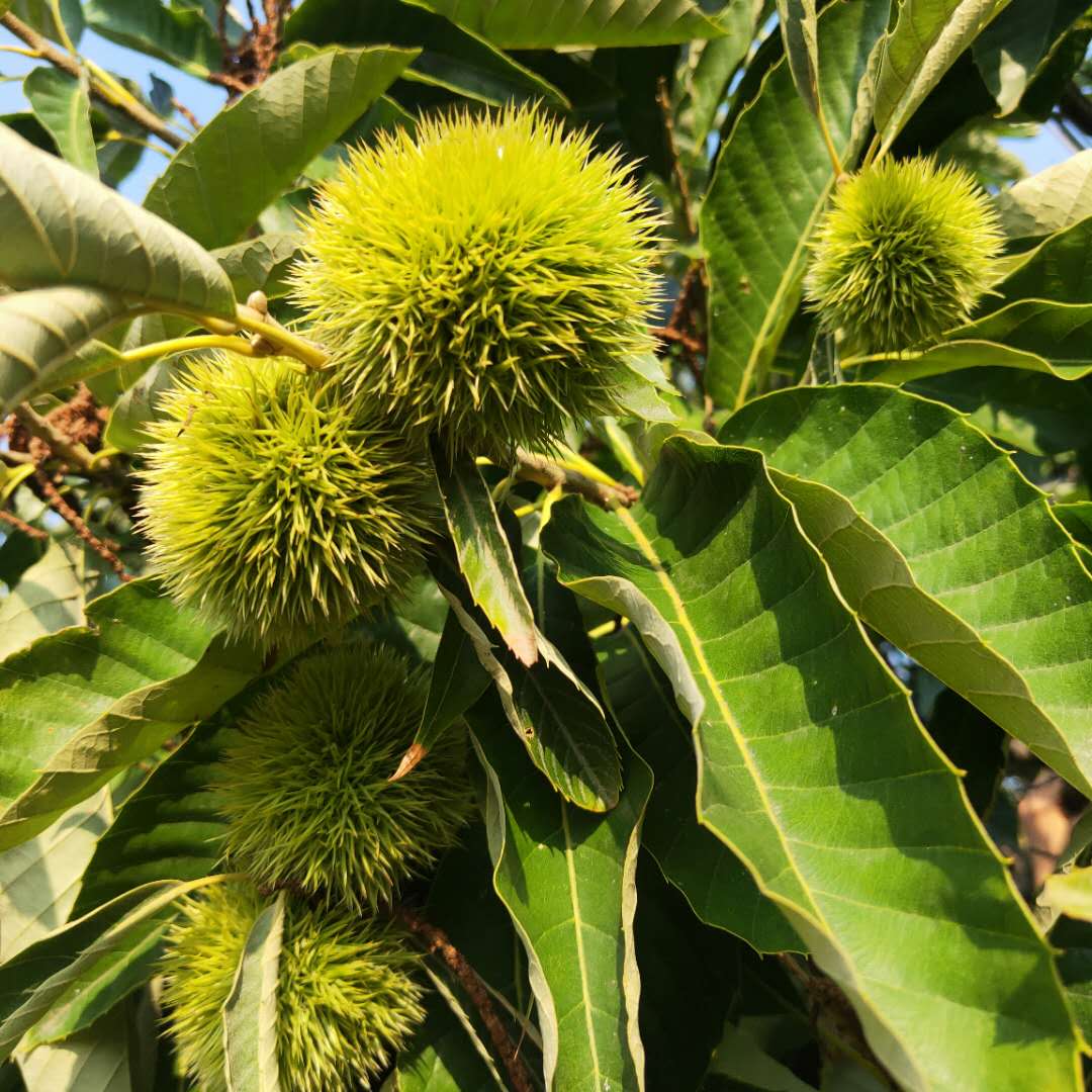 當年嫁接大紅袍板栗樹苗 毛板紅板栗樹苗全國發(fā)貨