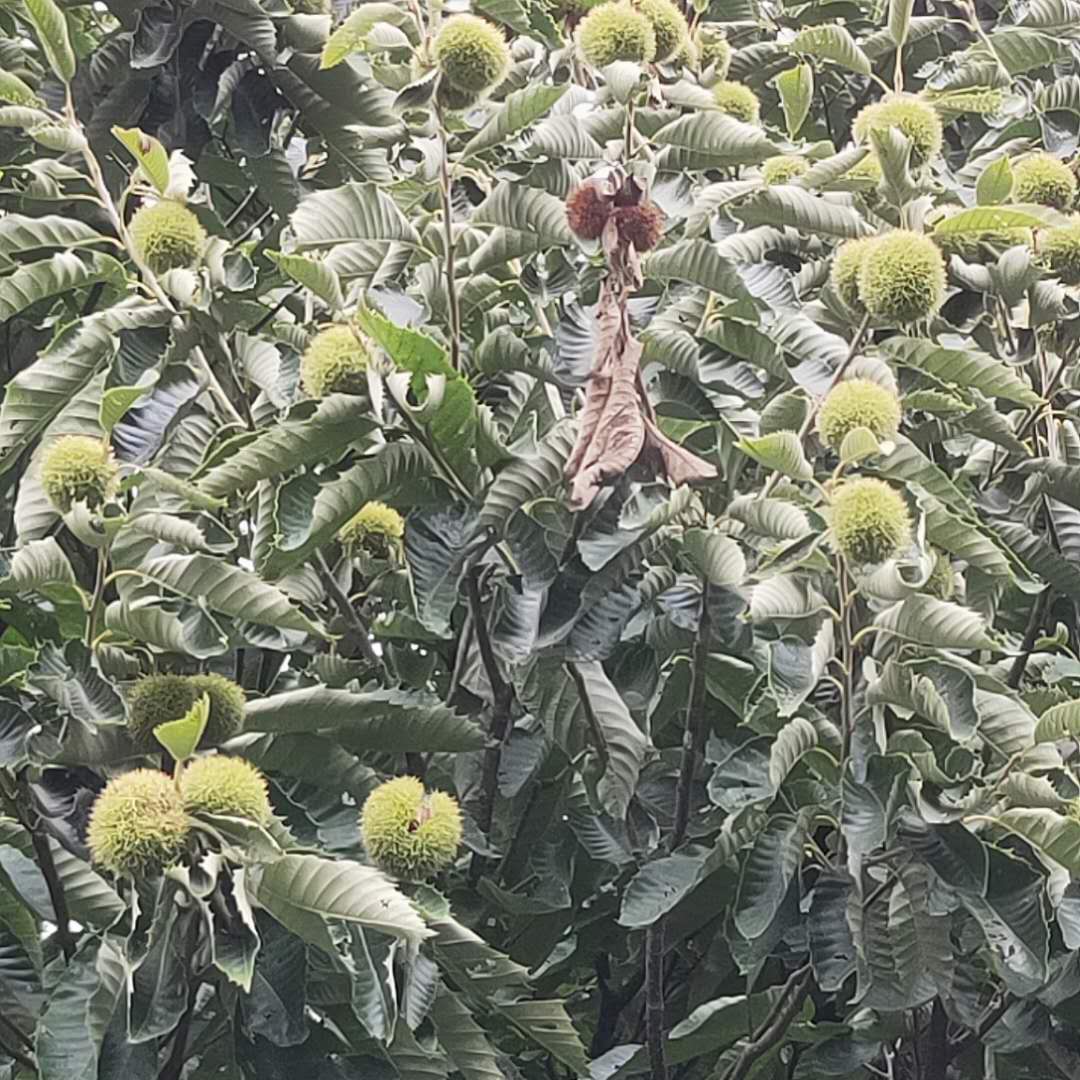 當(dāng)年嫁接毛板紅板栗樹苗 油板栗樹苗移栽管理