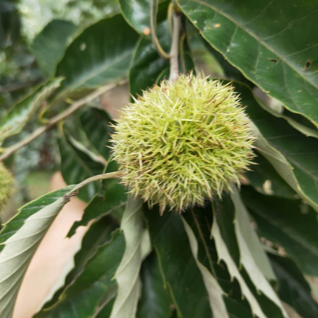 安順大紅袍板栗樹苗選購須知岳山王板栗樹苗出售