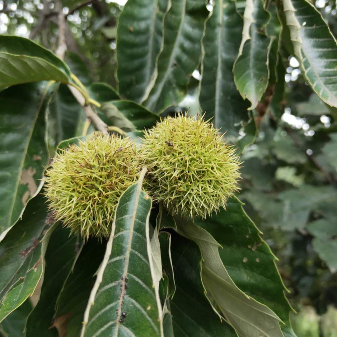 當(dāng)年嫁接毛板紅板栗樹苗 油板栗樹苗移栽管理