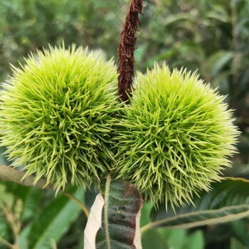 基地批發(fā)大紅袍板栗樹苗、羅田板栗樹苗服務(wù)為先