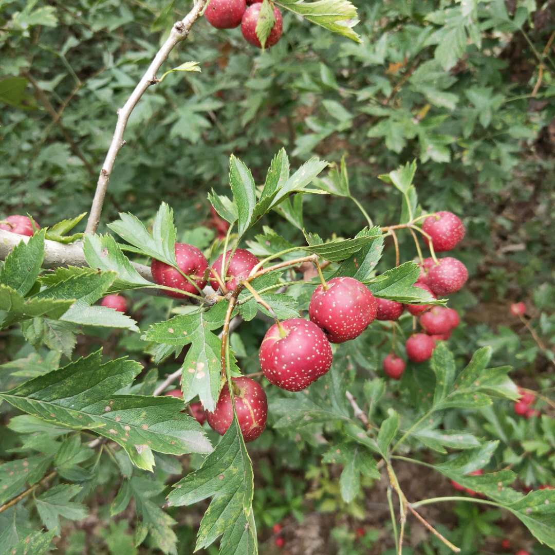 常年出售黃果山楂樹苗 黃果山楂樹苗