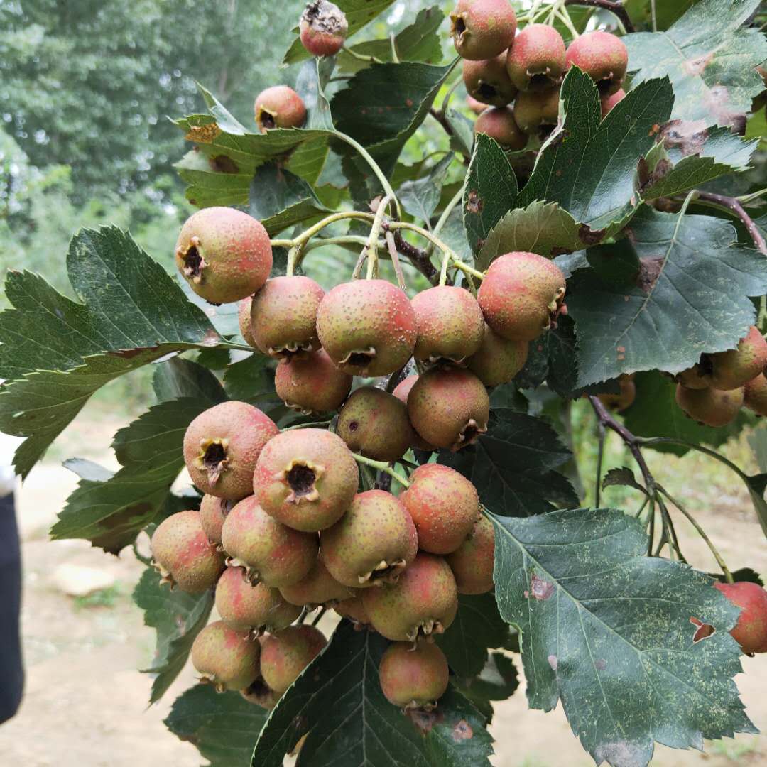 常年出售歪把紅山楂樹苗 甜紅子山楂樹苗成活率高