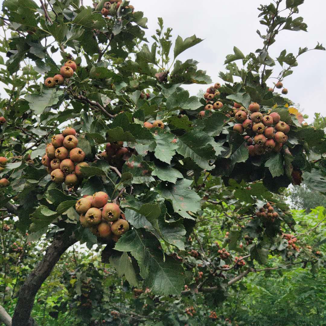常年出售山里紅山楂樹(shù)苗 甜山楂樹(shù)苗適應(yīng)溫度