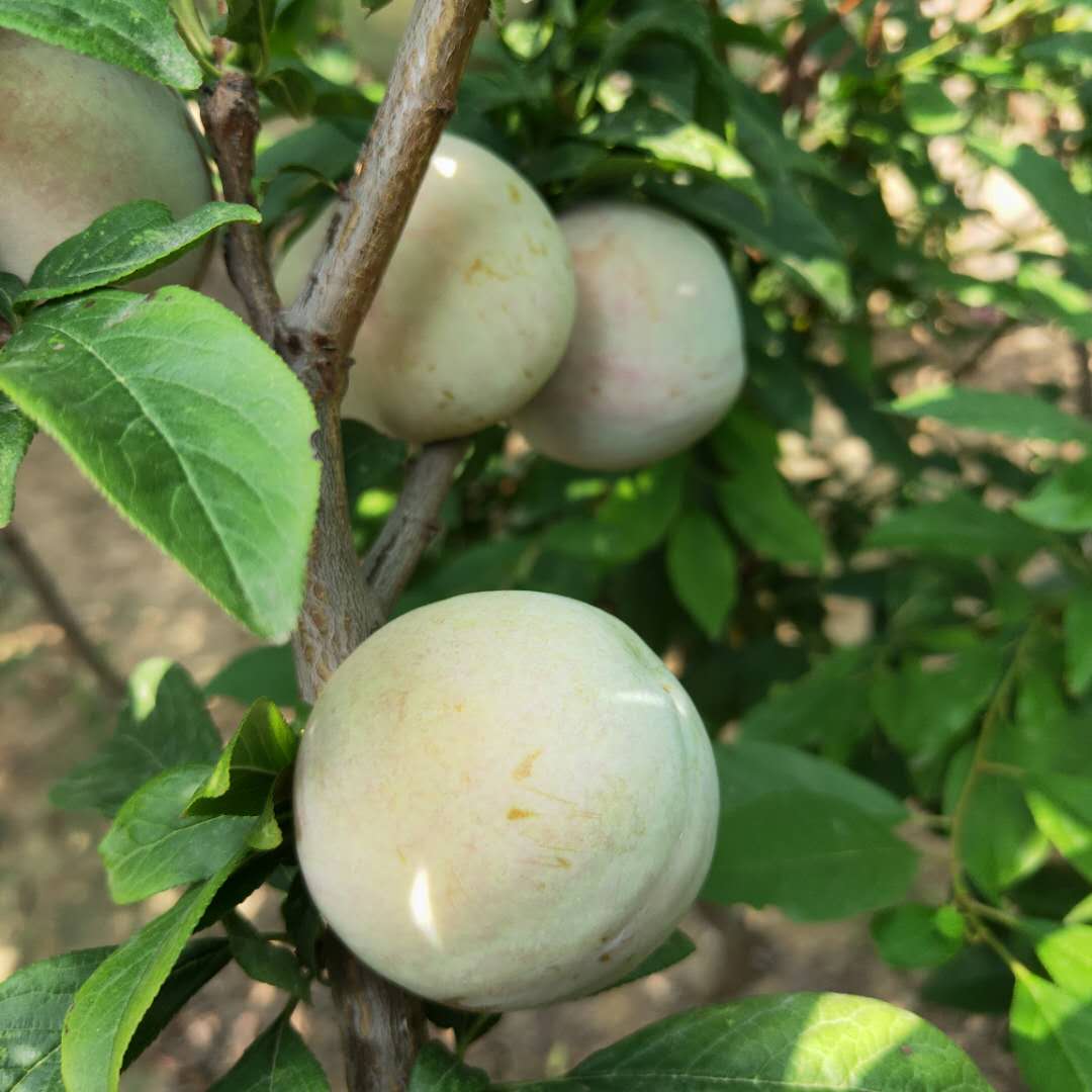 平?jīng)銮锛Ю钭訕?shù)苗免費(fèi)提供種植指導(dǎo)女神李子樹(shù)苗供應(yīng)