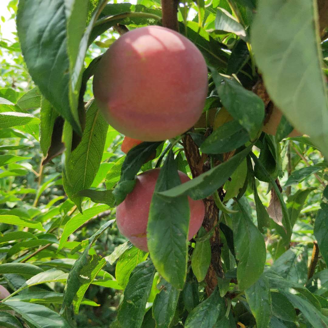 紫琥珀李子樹苗冬剪管理 黑寶石李子樹苗栽培技術(shù)