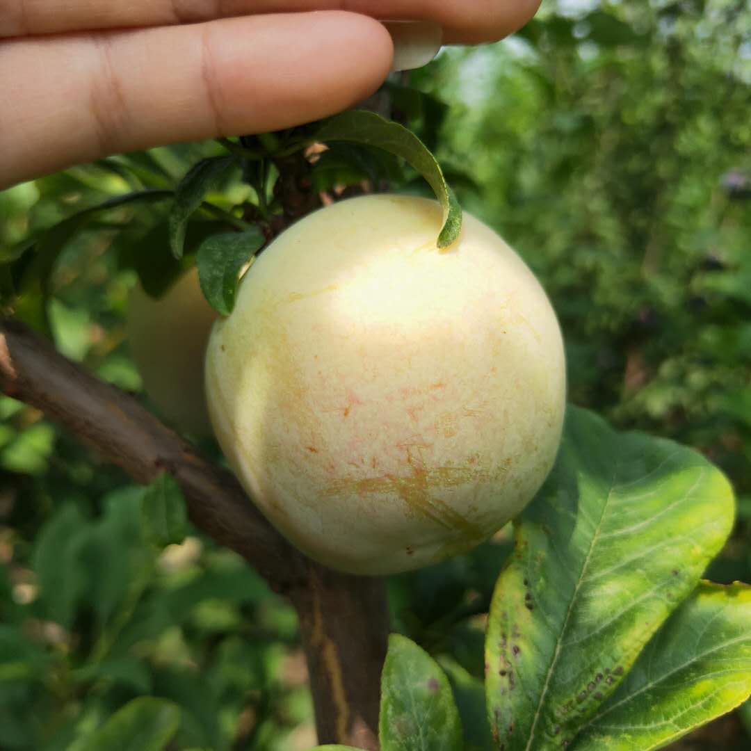女神李子樹苗脆紅李子樹苗鑫奧農(nóng)業(yè)出售