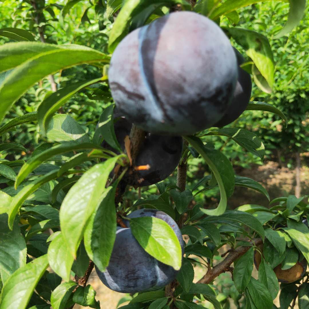 紫琥珀李子樹苗黑布朗李子樹苗種植方法