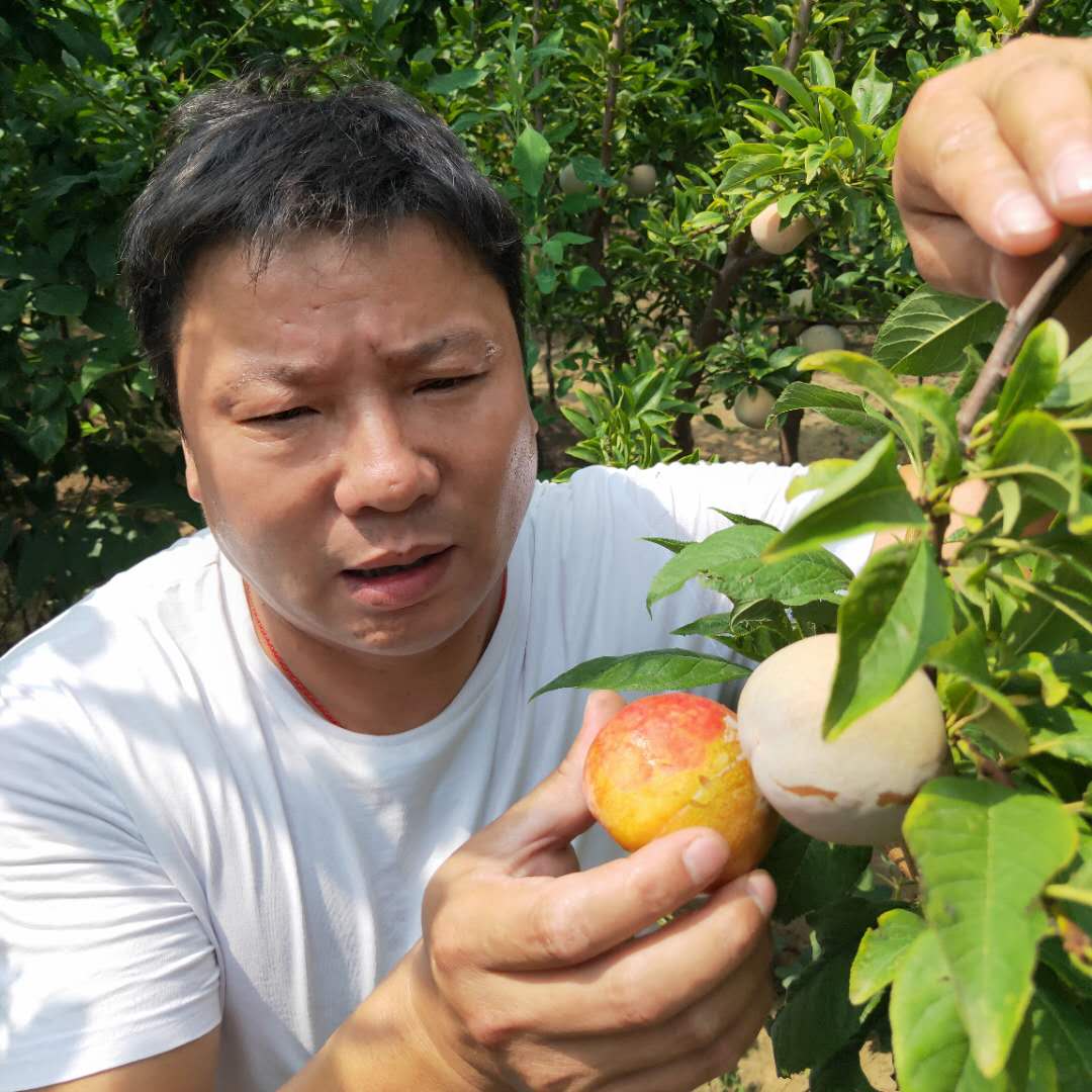 黑布朗李子树苗易成活 凯尔斯李子树苗技术指导