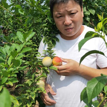 大理蜂糖李子樹苗現(xiàn)挖現(xiàn)賣青脆李子樹苗供應(yīng)