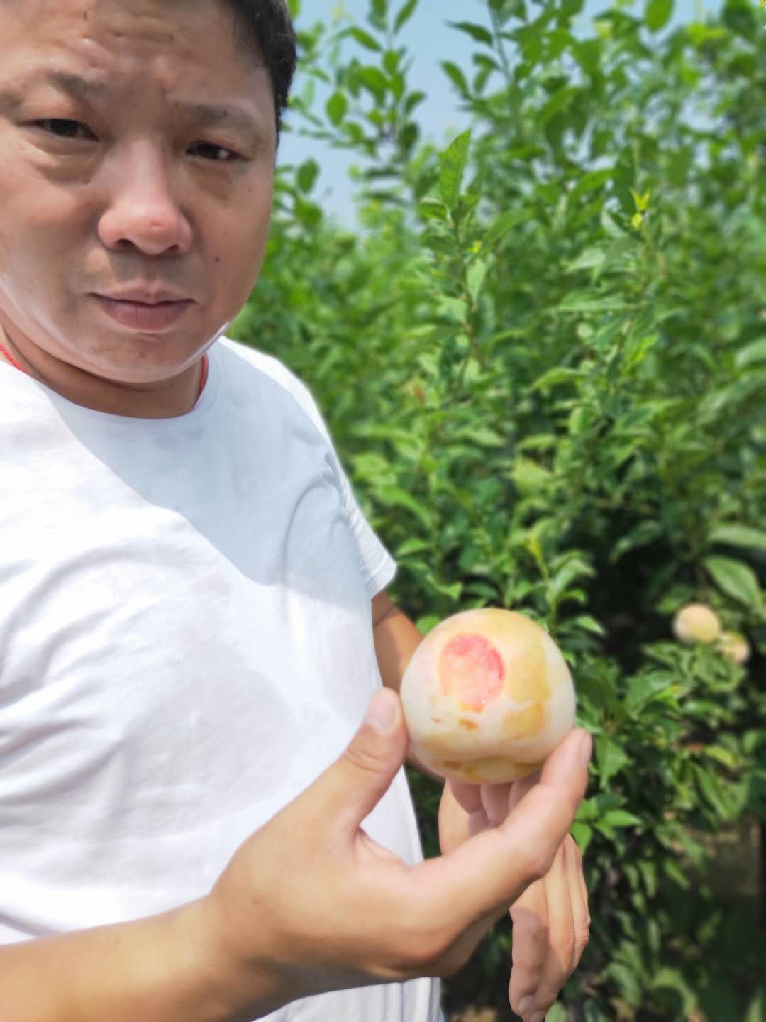 芙蓉李子樹(shù)苗剪修管理、1公分脆紅李子樹(shù)苗行情