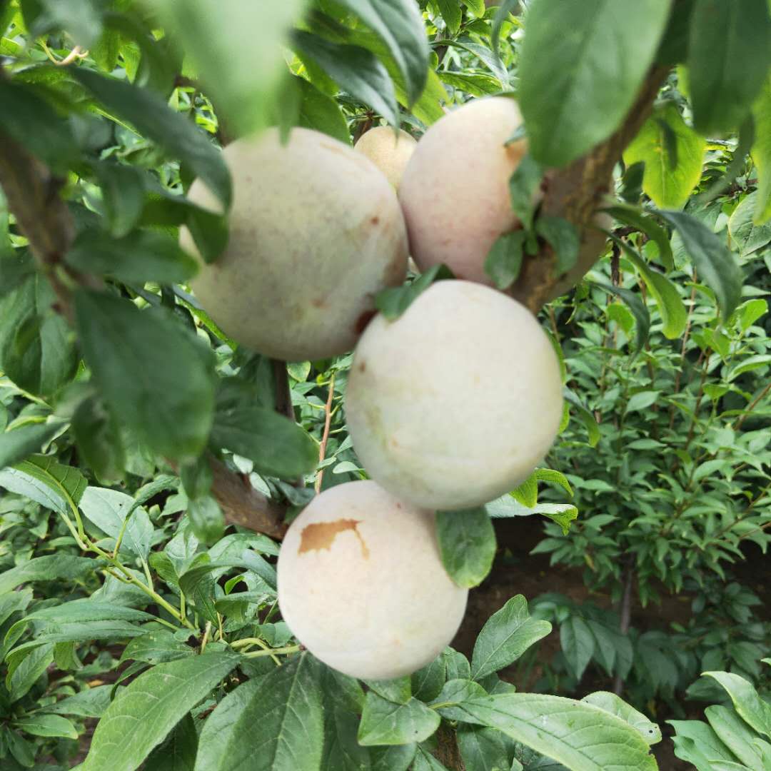 廠家直供黑布朗李子樹苗 紅寶石李子樹苗出售