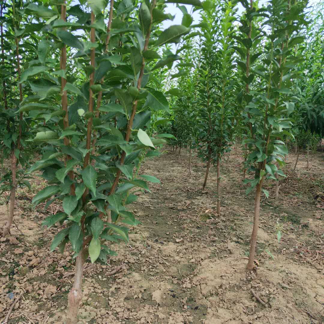 青脆李子樹(shù)苗脫毒李子樹(shù)苗剪修技術(shù)