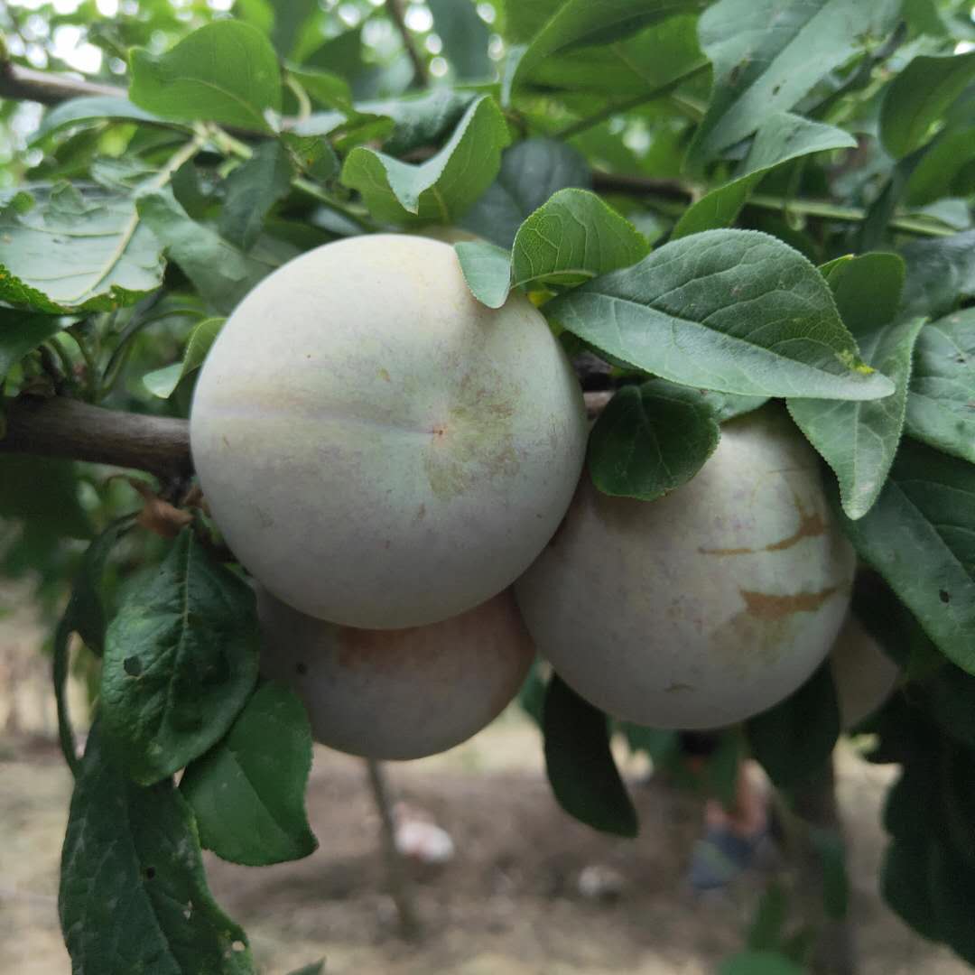 脆紅李子樹苗脫毒李子樹苗基地供應(yīng)
