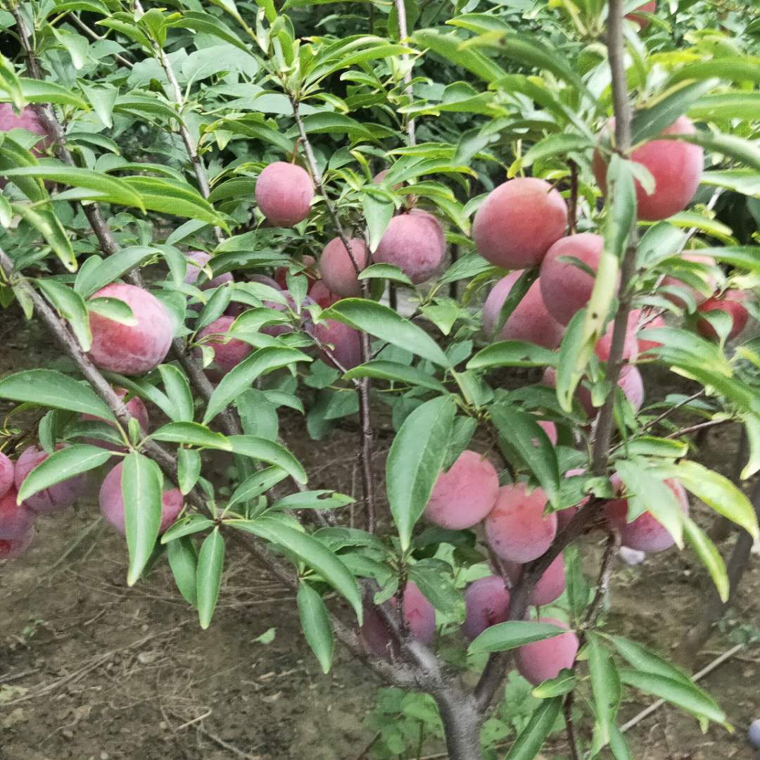 青脆李子樹(shù)苗脫毒李子樹(shù)苗剪修技術(shù)