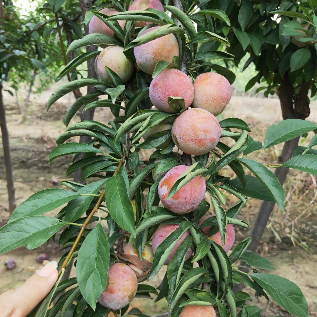廠家直供黑布朗李子樹苗 紅寶石李子樹苗出售