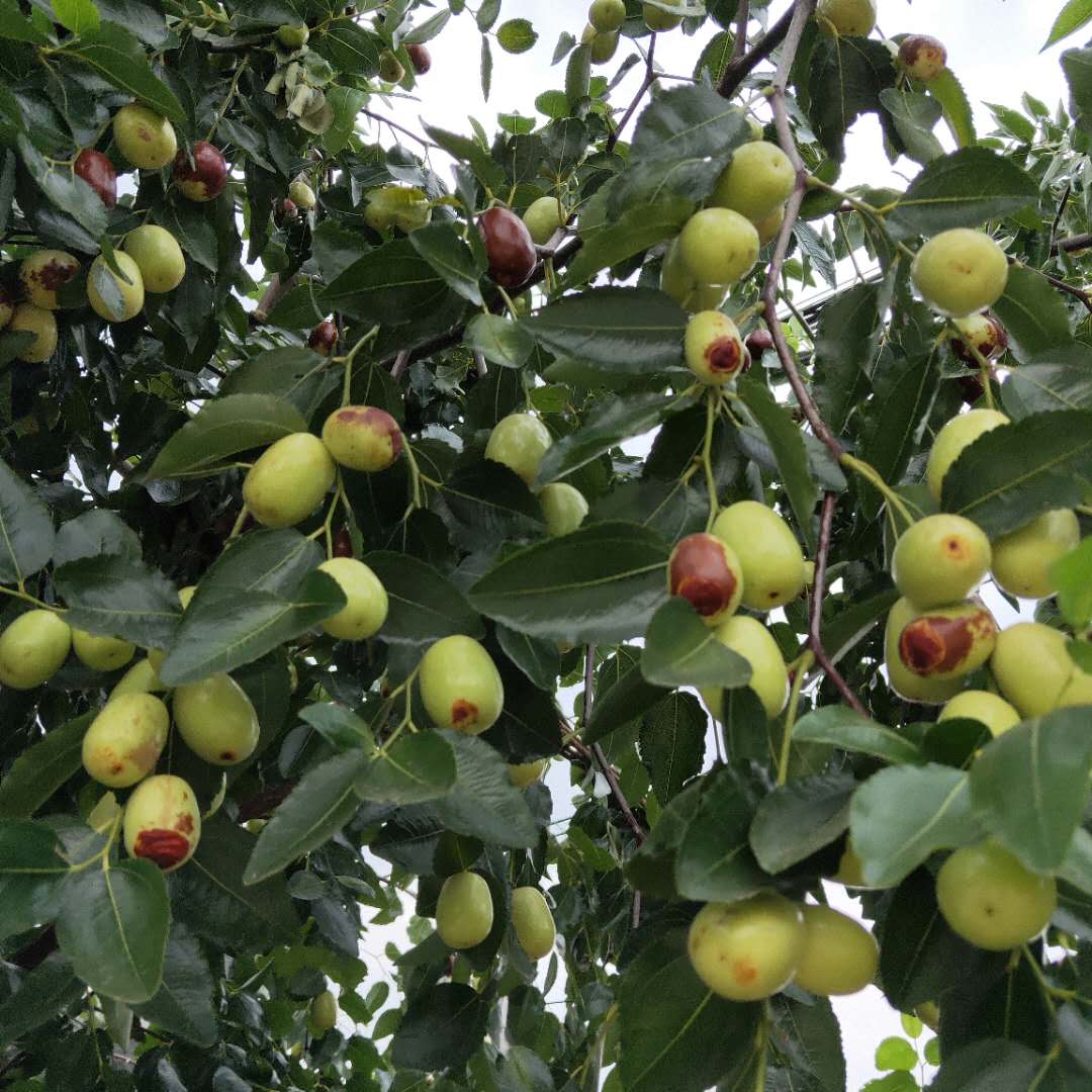西雙版納馬牙棗樹苗大量出售無核紅棗樹苗批發(fā)