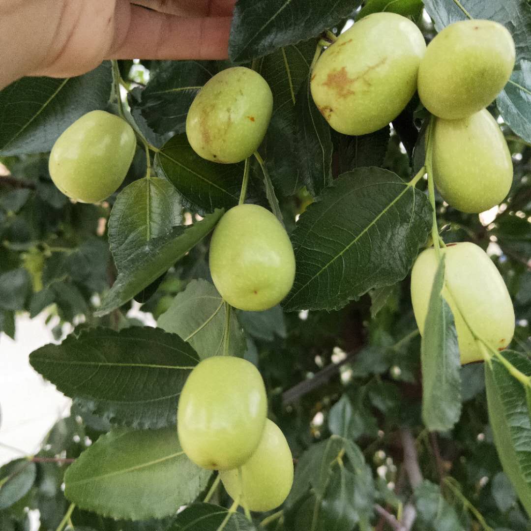 西雙版納馬牙棗樹苗大量出售無核紅棗樹苗批發(fā)