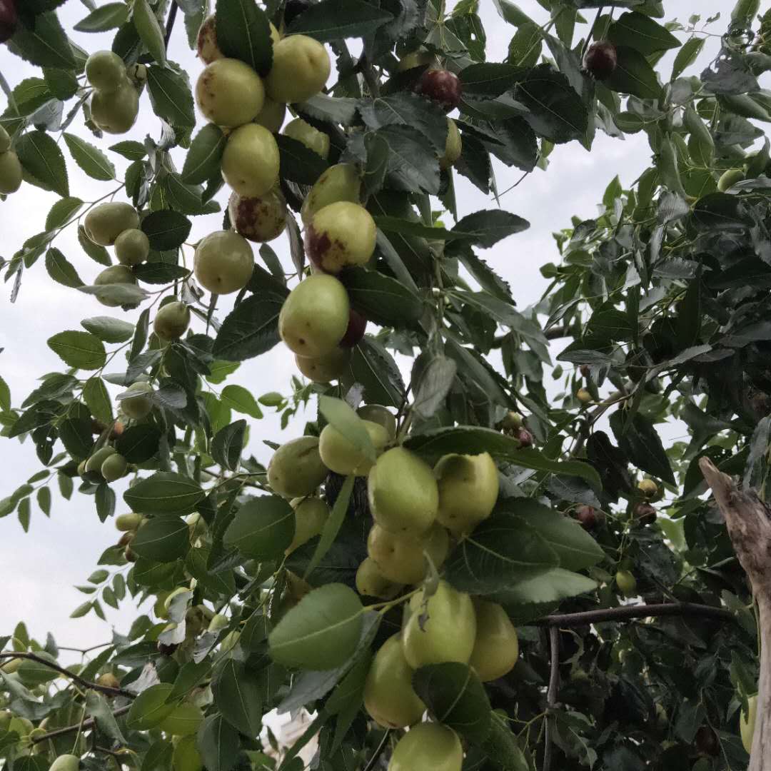 推荐冬枣树苗信息  赞皇大枣树苗随时发货