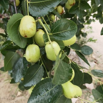 推薦冬棗樹苗信息伏脆蜜棗樹苗優(yōu)良品種