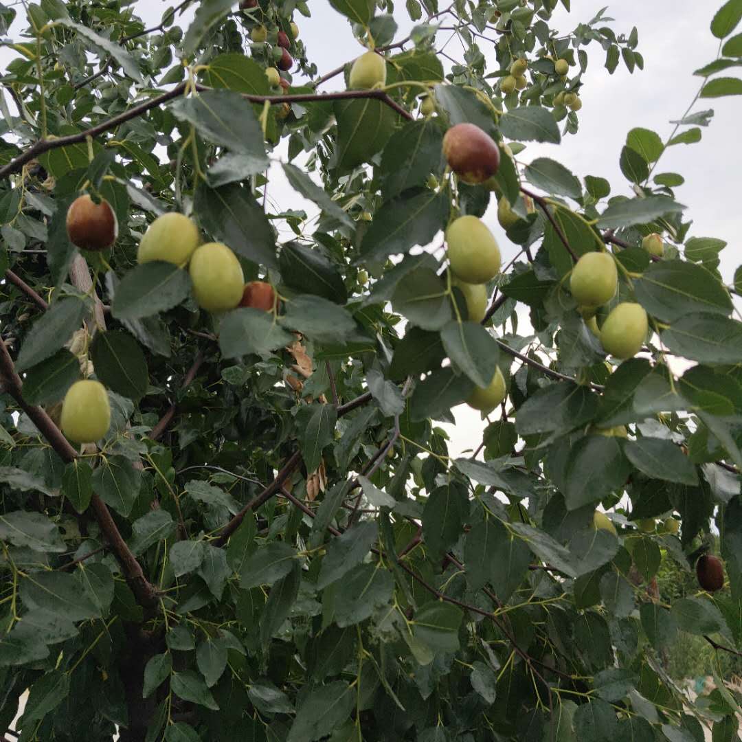 推薦冬棗樹苗信息  無核紅棗樹苗剪修介紹