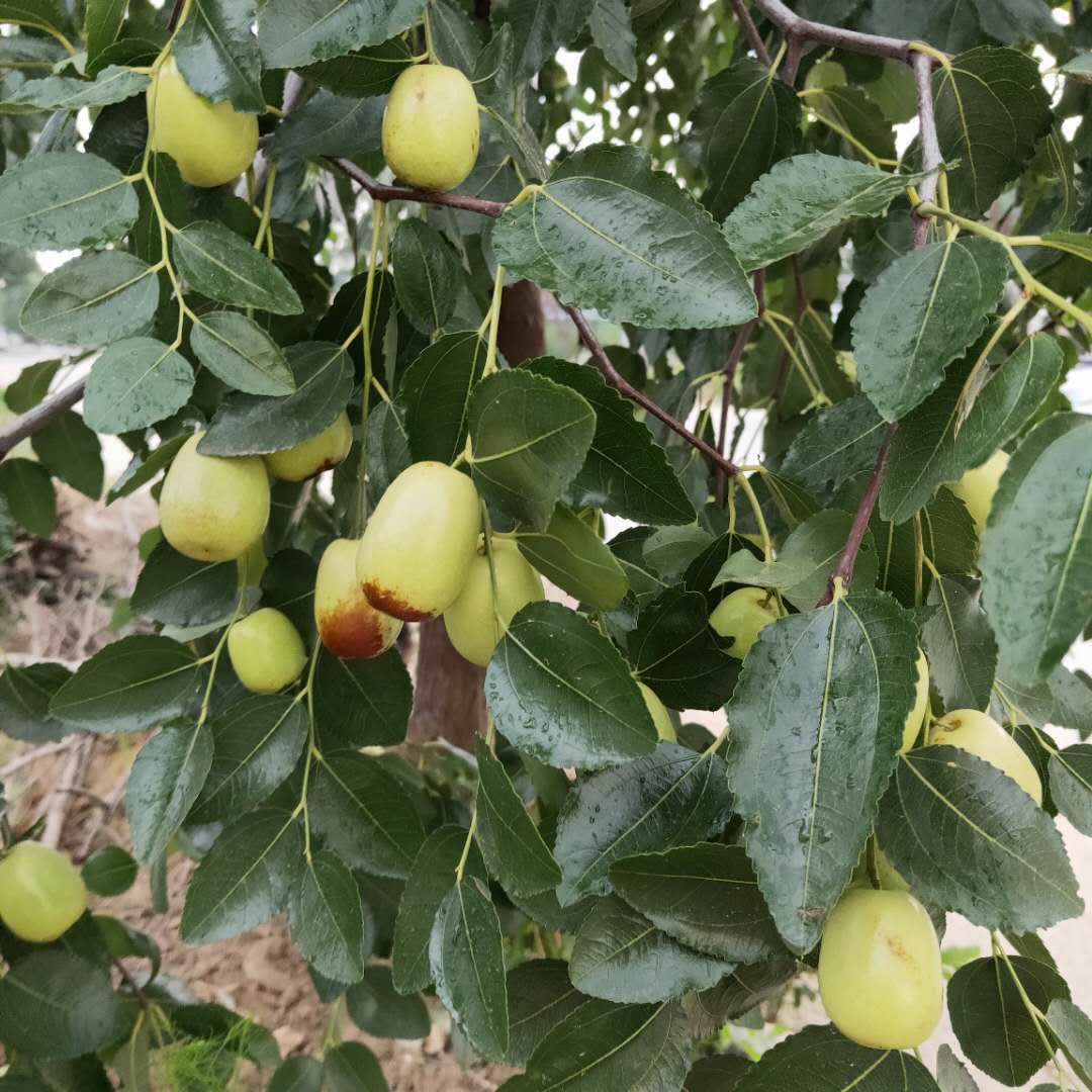 日照伏脆蜜棗樹(shù)苗管理介紹葫蘆棗樹(shù)苗批發(fā)
