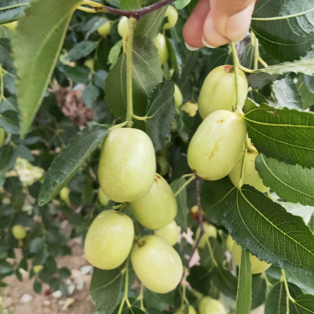 樂(lè)山龍須棗樹(shù)苗長(zhǎng)期出售青棗樹(shù)苗批發(fā)