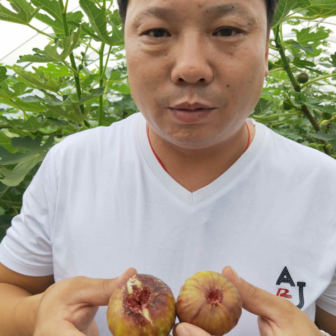 晉中美利亞無花果樹苗供應(yīng)蓬萊柿無花果樹苗出售