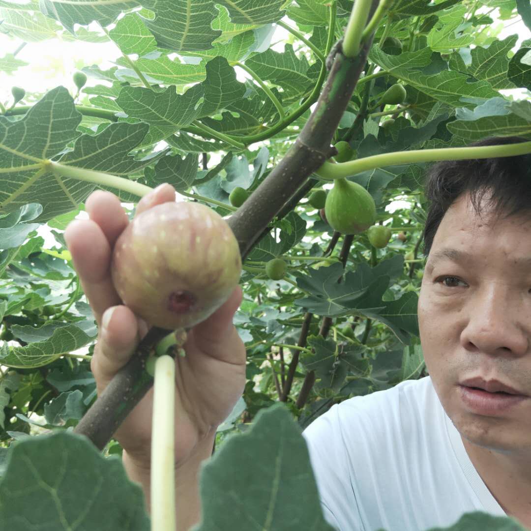 池州蓬萊柿無(wú)花果樹(shù)苗移栽管理金傲芬無(wú)花果樹(shù)苗出售