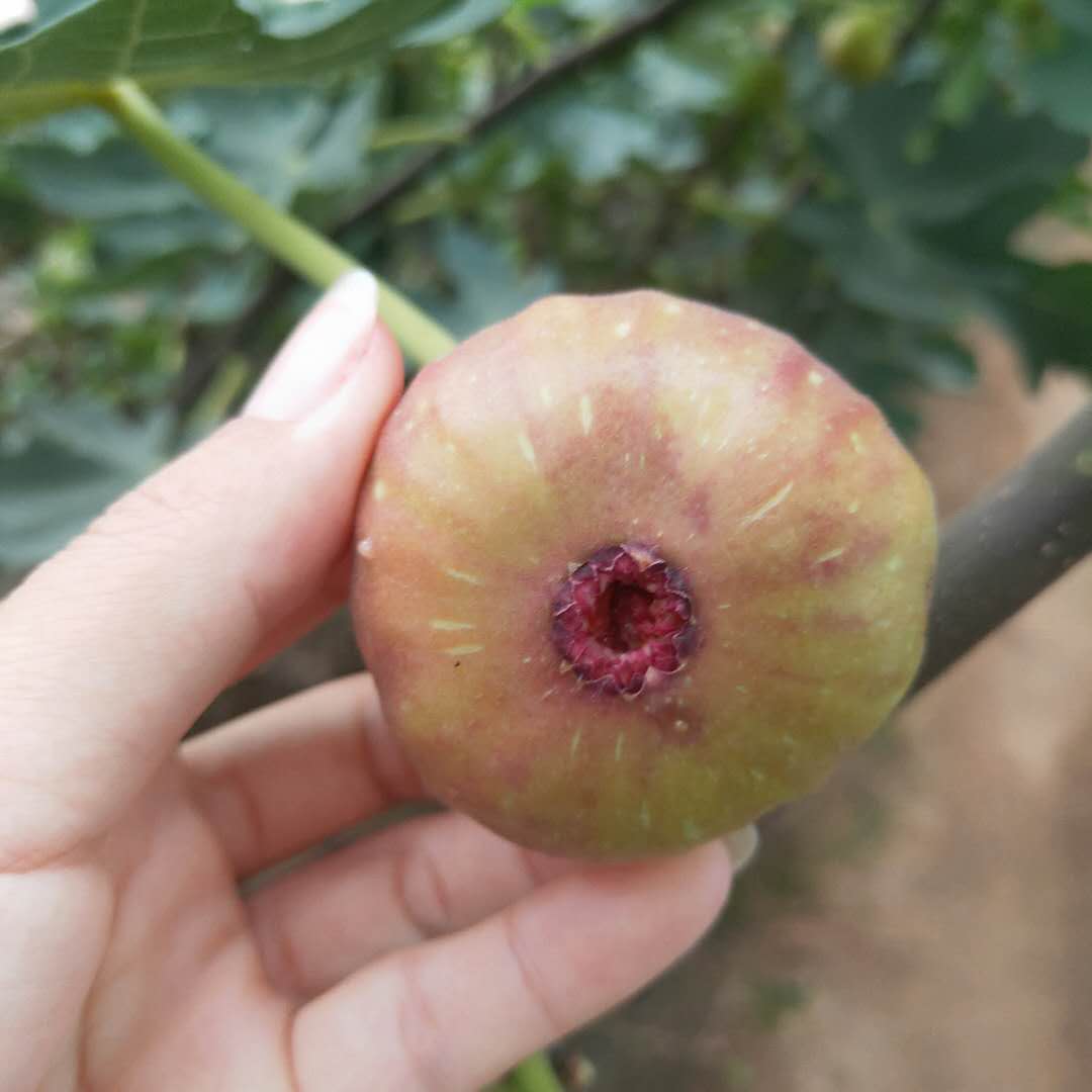 攀枝花中農(nóng)紅無花果樹苗種植株距行距美利亞無花果樹苗出售
