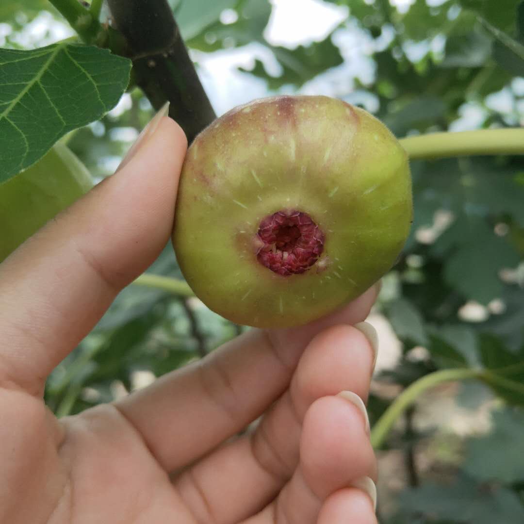 宿遷中農寒優(yōu)無花果苗新報價布蘭瑞克無花果苗出售