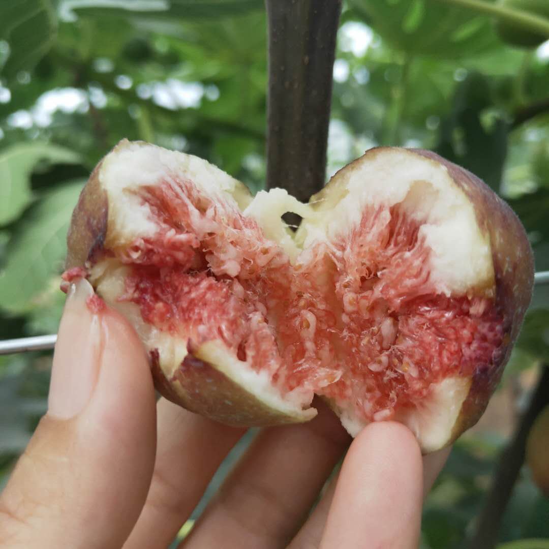 晉中美利亞無花果樹苗供應(yīng)蓬萊柿無花果樹苗出售