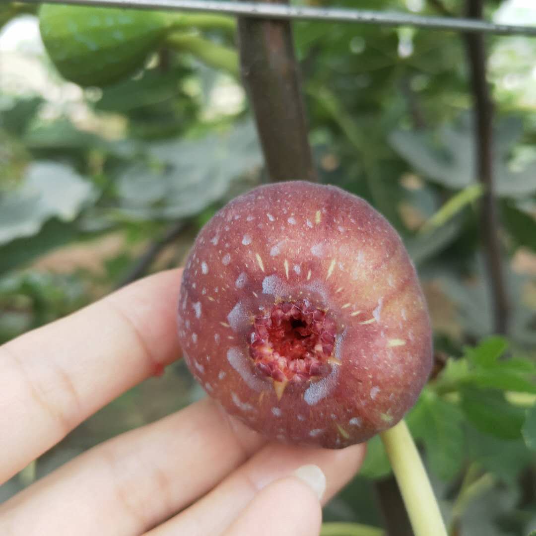 出售1公分金傲芬無(wú)花果樹(shù)苗 日本紫無(wú)花果樹(shù)苗