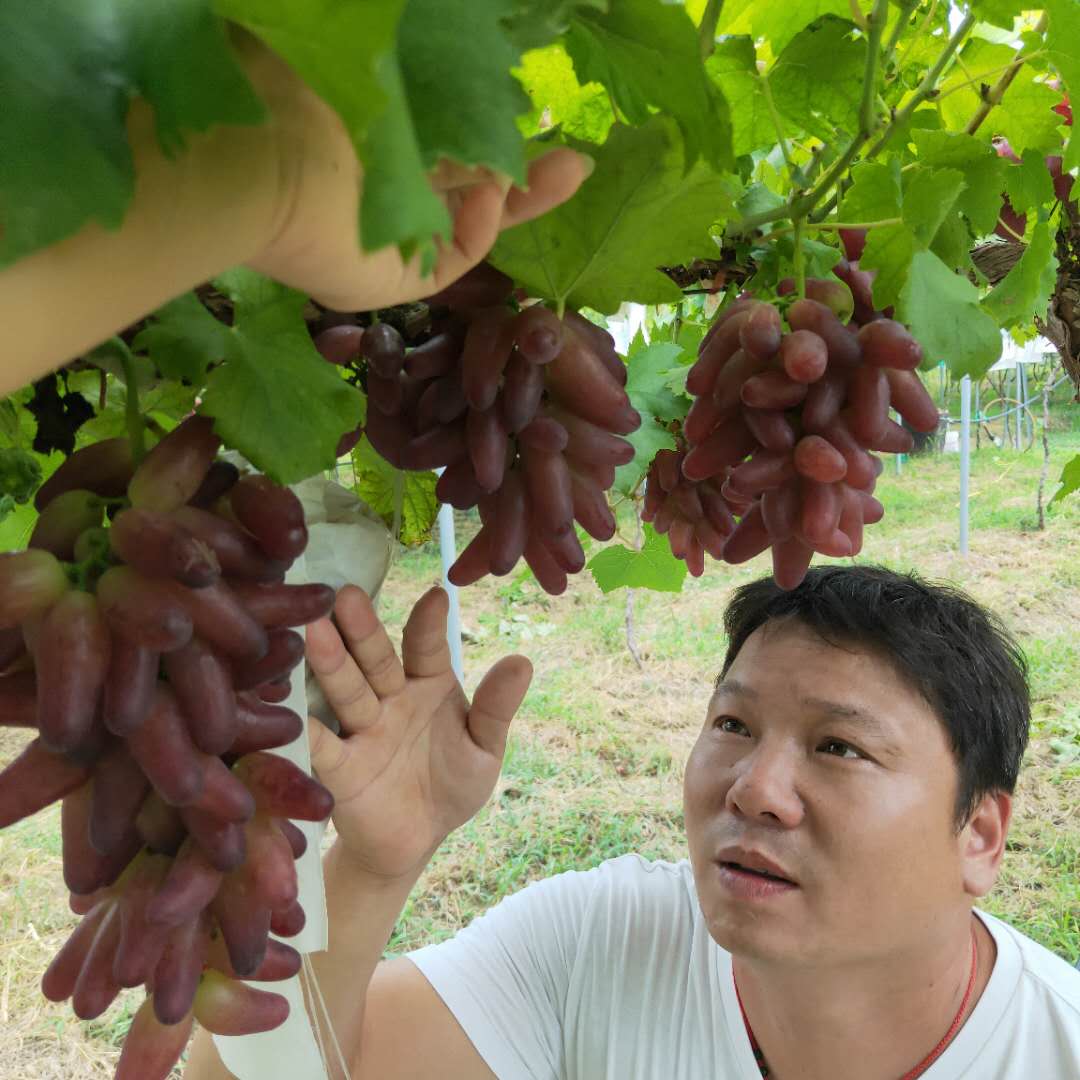 基地出售阳光玫瑰葡萄树苗 金手指葡萄树苗适应温度