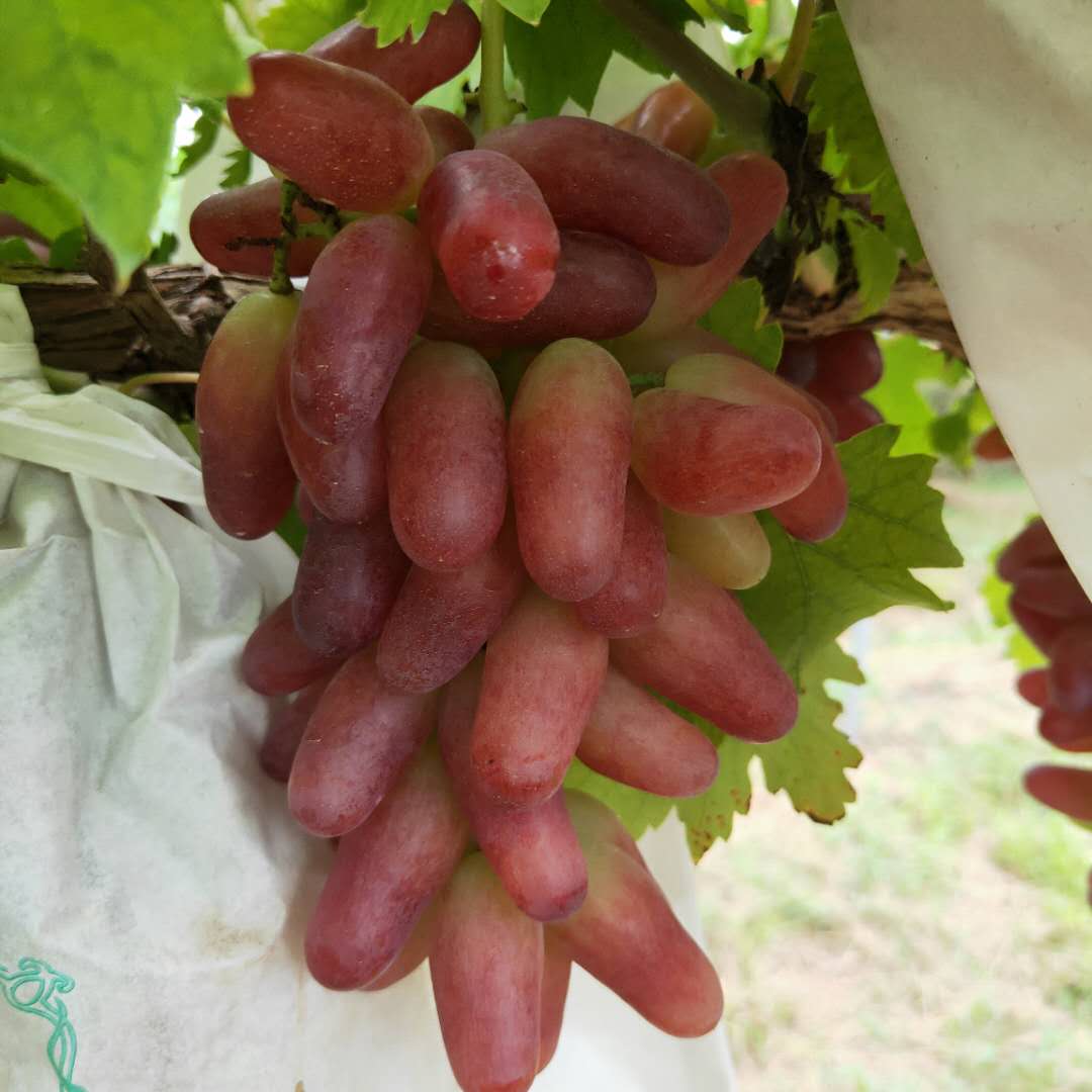 青玫瑰葡萄树苗产品展示 金星无核葡萄树苗货源充足