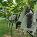 阳光玫瑰葡萄树苗欢迎来电咨询贝达砧木葡萄树苗供应商