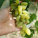 达米娜葡萄树苗金手指葡萄树苗栽培技术
