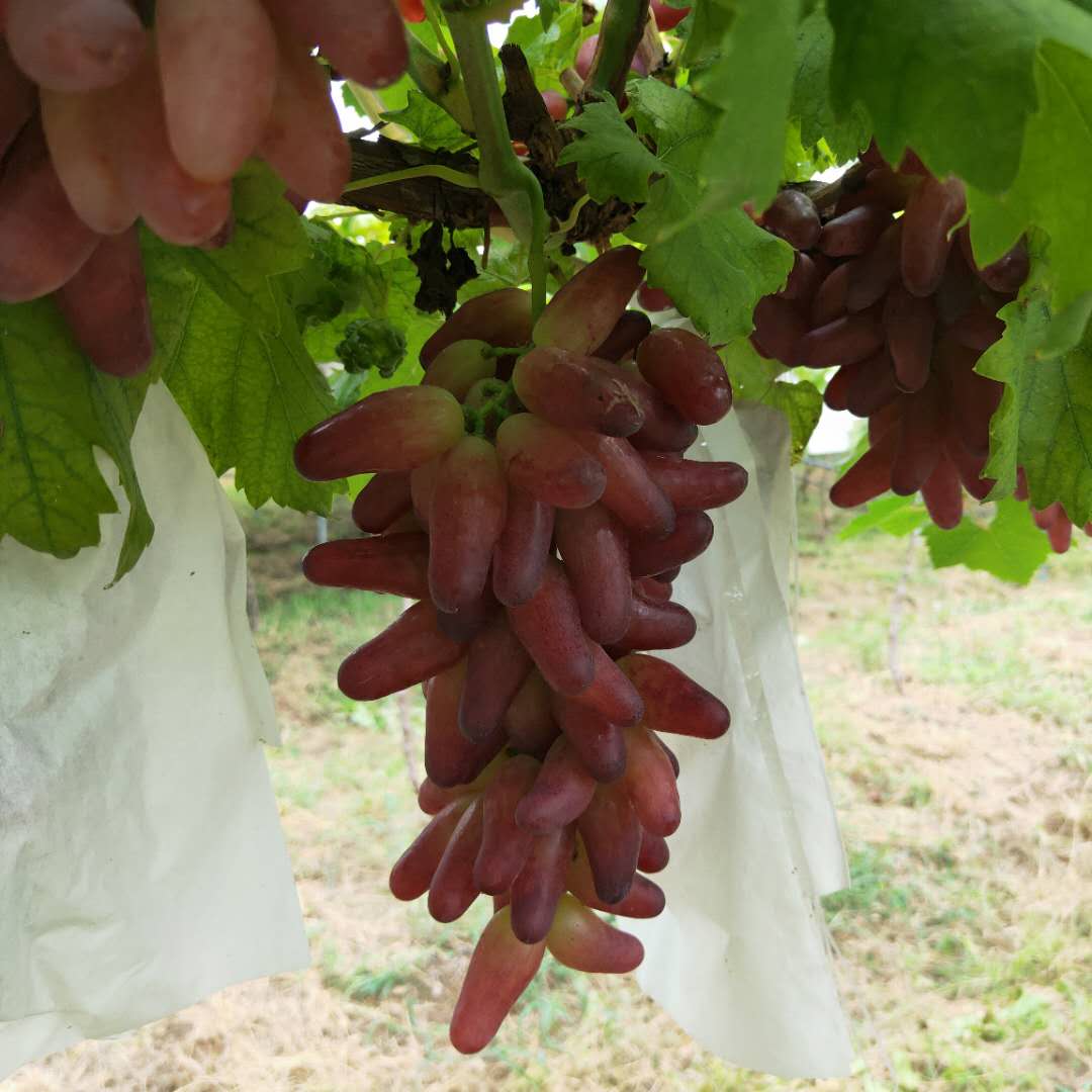 基地出售高妻葡萄树苗 玫瑰香葡萄树苗管理方法