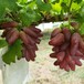 维纳斯葡萄树苗种植方法红提葡萄树苗大量预定