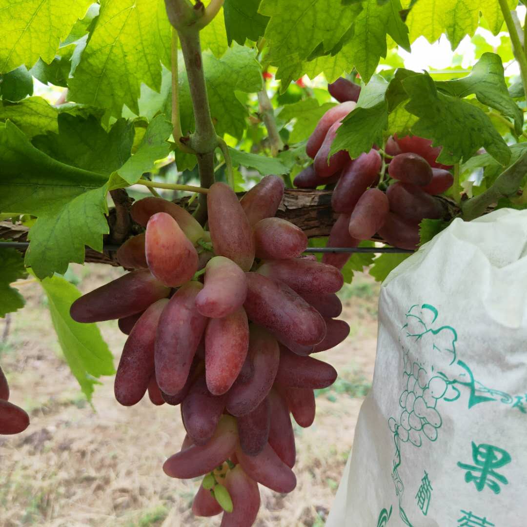 六月紫葡萄树苗种植指导 香悦葡萄树苗欢迎来电咨询