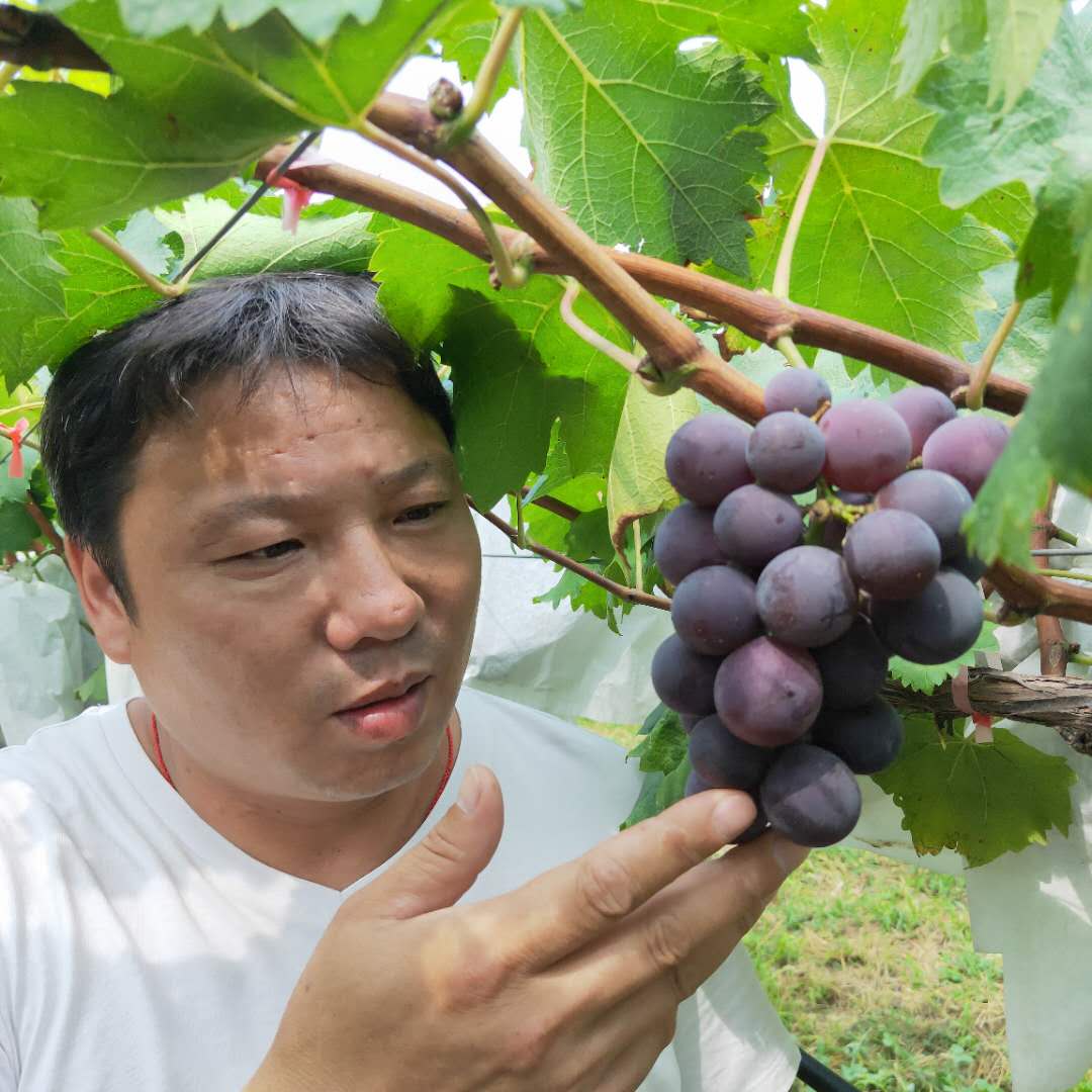 基地出售巨玫瑰葡萄树苗 玫瑰香葡萄树苗质优