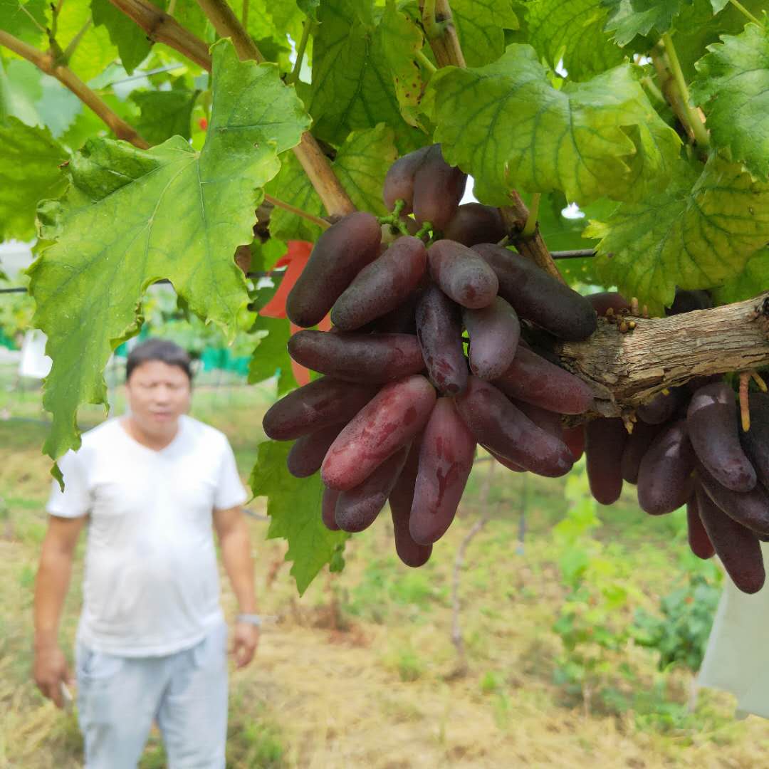 夏黑葡萄树苗出售 葡萄树苗服务为先