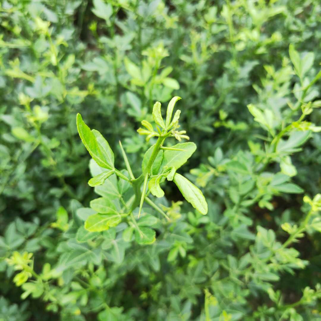 2年枳殼苗種植方法 綠衣枳殼苗質(zhì)優(yōu)