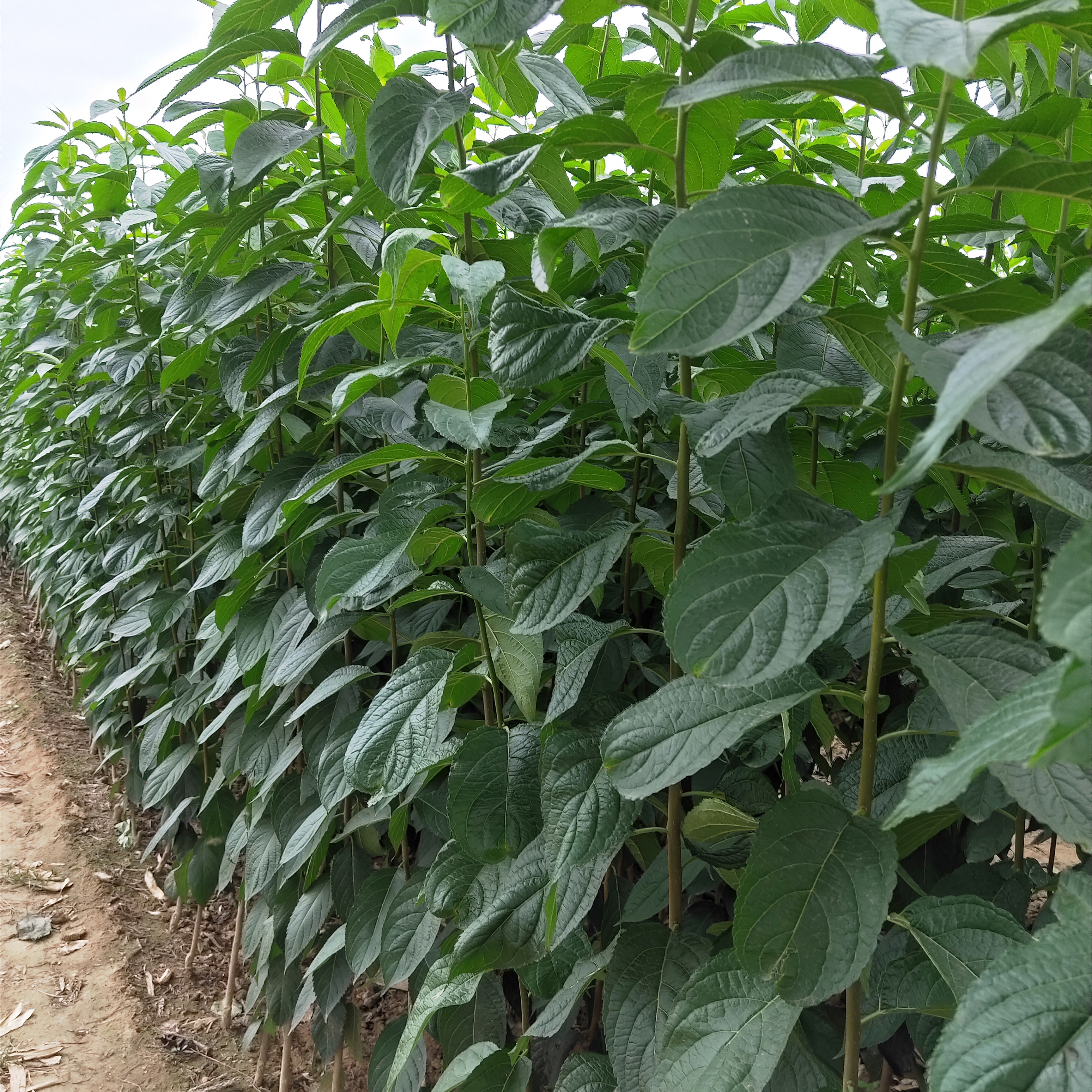 莆田杜仲樹苗種植技術(shù)杜仲樹苗批發(fā)