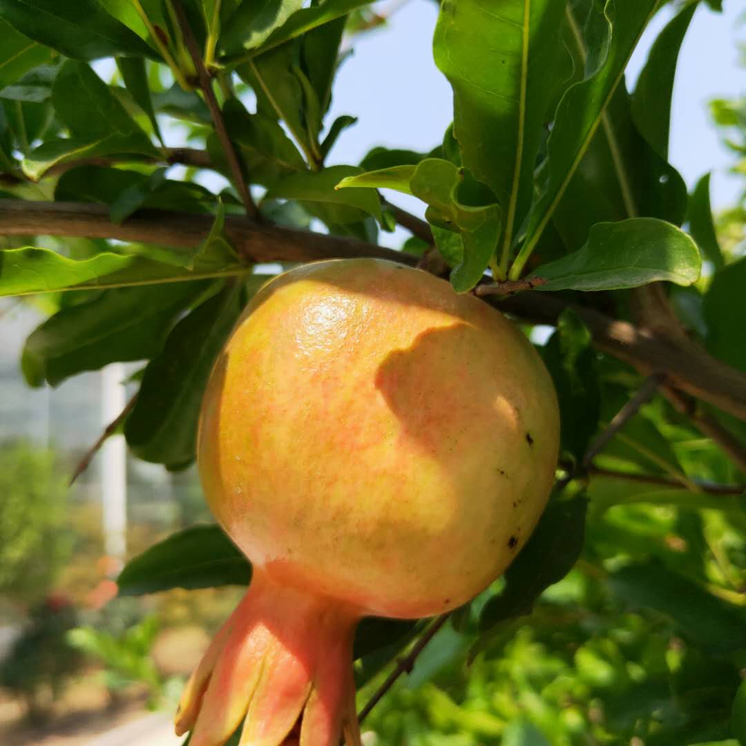 山东红皮石榴树苗种植介绍，出售软籽石榴树苗