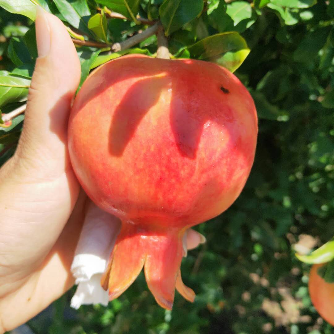 嫁接大青皮石榴樹苗 紅皮石榴樹苗歡迎來考察