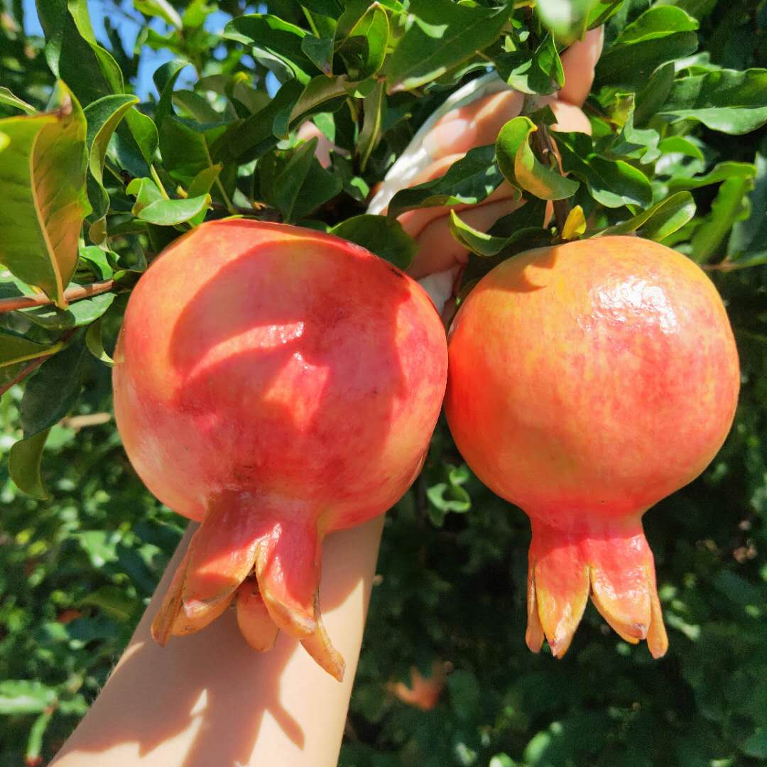 嫁接大紅袍石榴樹(shù)苗 大紅袍石榴樹(shù)苗高產(chǎn)技術(shù)